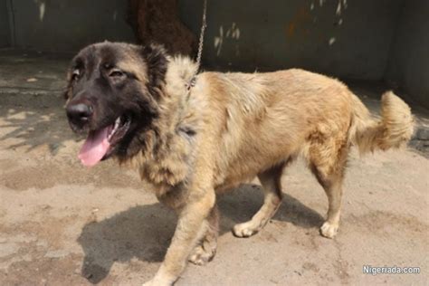 Caucasian Dogs & Puppies in Lagos for sale Prices on Jiji.ng.